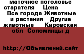 маточное поголовье старателя  › Цена ­ 2 300 - Все города Животные и растения » Другие животные   . Кировская обл.,Соломинцы д.